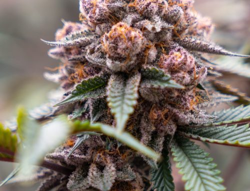 Exploring the Unique Characteristics and Benefits of Purple Weed Strains