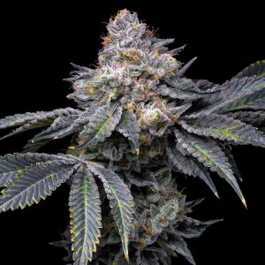 Permanent Marker | 420 Nugz Cannabis Delivery