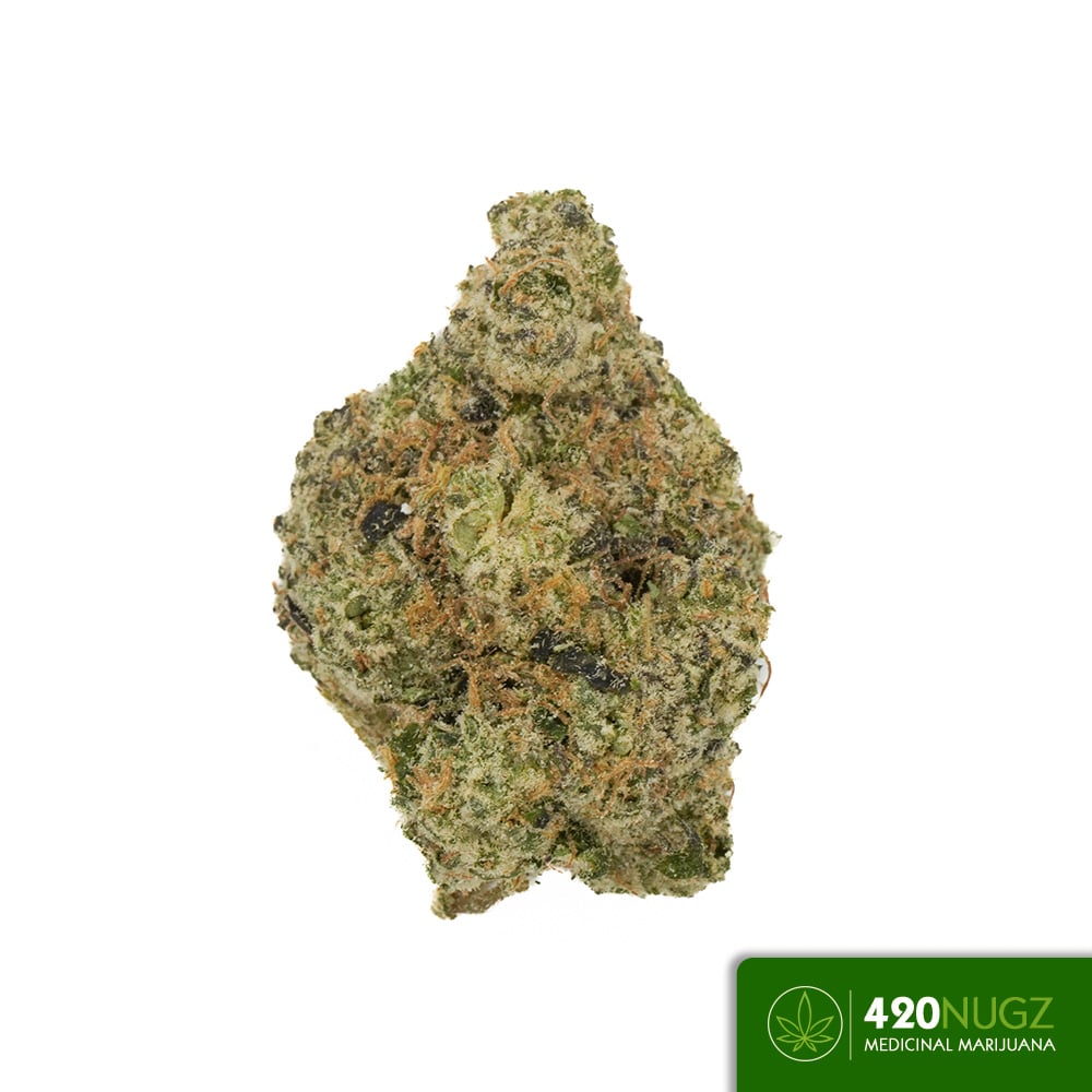 *PR* Waikiki Queen - Blazehaus Wholesale