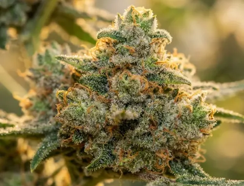 Flower Delivery Inland Empire | Premium Cannabis Flower | 420 Nugz