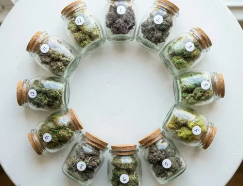 Cannabis Strain Guide | Indica, Sativa & Hybrid | 420 Nugz